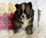 Small #6 Pomeranian