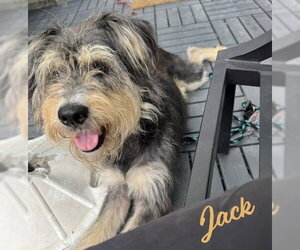 Mutt Dogs for adoption in HOUSTON, TX, USA