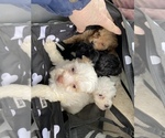 Small Shih-Poo
