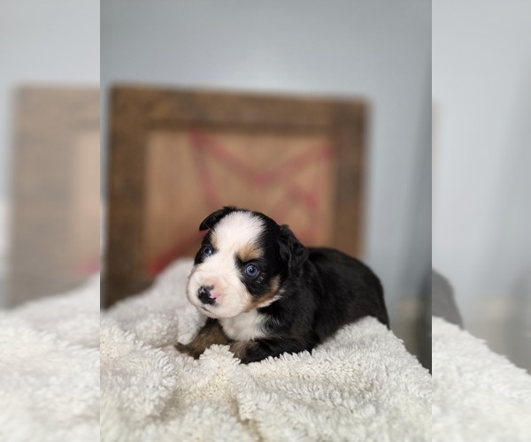 Medium Photo #2 Miniature Australian Shepherd Puppy For Sale in RUSSELLVILLE, AL, USA