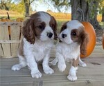 Small #5 Cavalier King Charles Spaniel
