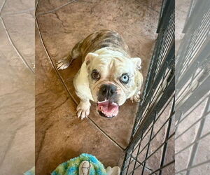 Bulldog Dogs for adoption in Dumont, NJ, USA