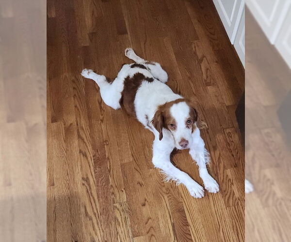 Medium Photo #2 Brittany Puppy For Sale in Curwensville, PA, USA