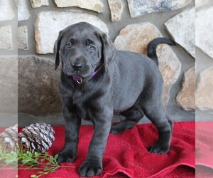 Labrador Retriever Puppy for sale in KINZERS, PA, USA