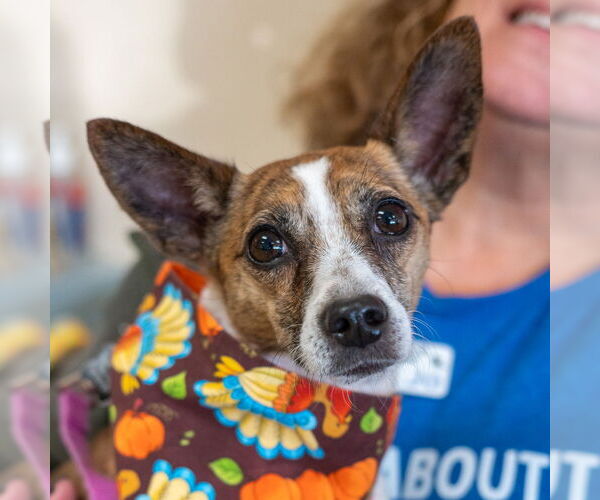 Medium Photo #17 Chihuahua-Unknown Mix Puppy For Sale in Mundelein, IL, USA