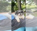 Small #9 Shih Tzu