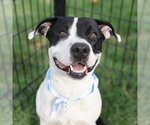 Small American Staffordshire Terrier Mix