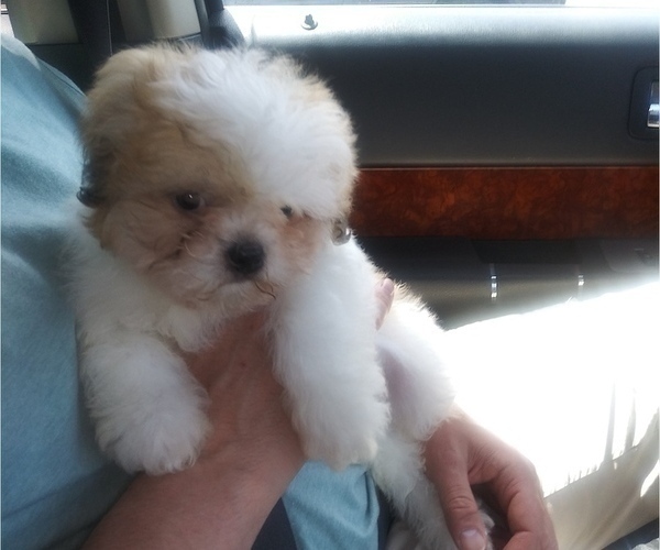 Medium Photo #6 Mal-Shi Puppy For Sale in SALEM, MA, USA