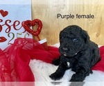 Small Photo #12 Goldendoodle Puppy For Sale in LAPOINT, UT, USA