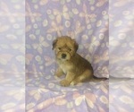 Small #13 Morkie