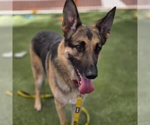 German Shepherd Dog-Unknown Mix Dogs for adoption in Las Vegas, NV, USA