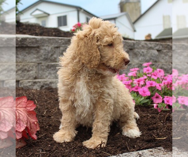 Medium Photo #7 Goldendoodle-Poodle (Standard) Mix Puppy For Sale in HONEY BROOK, PA, USA
