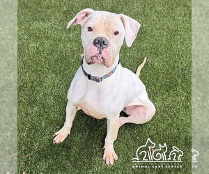 Boxer Dogs for adoption in Irvine, CA, USA