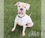 MAMA - Female Boxer Dog for Adoption - Small photo