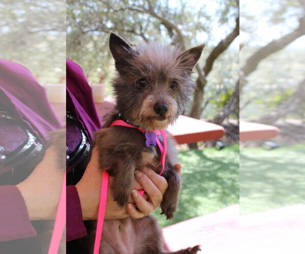 Medium Photo #2 Mutt Puppy For Sale in Imperial Beach, CA, USA