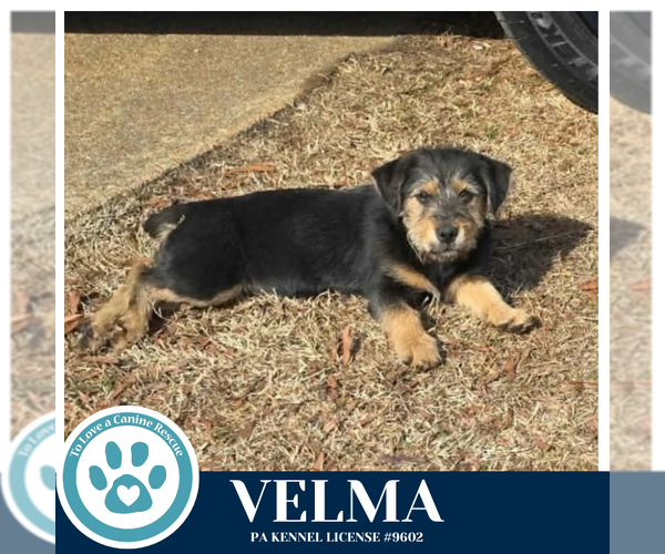 Medium Photo #3 Mutt Puppy For Sale in Kimberton, PA, USA