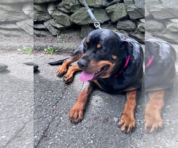 Medium Photo #2 Rottweiler Puppy For Sale in Hillsboro, NH, USA