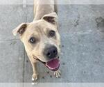 Small #2 American Pit Bull Terrier Mix