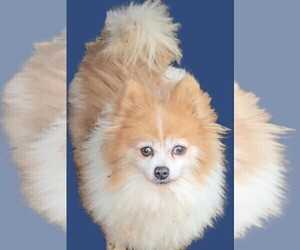 Father of the Pomeranian puppies born on 12/25/2025