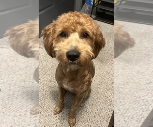 Father of the Goldendoodle (Miniature) puppies born on 01/18/2026