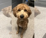 Small Photo #1 Goldendoodle (Miniature) Puppy For Sale in LOVES PARK, IL, USA