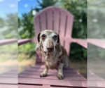 Small #2 Dachshund