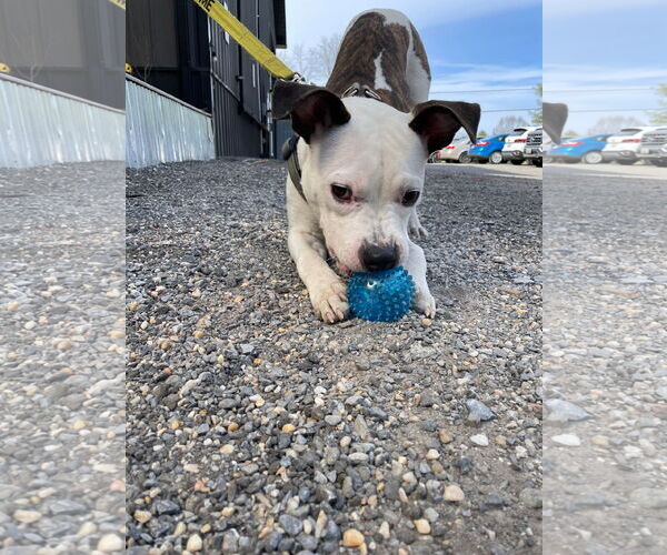 Medium Photo #15 American Pit Bull Terrier-Unknown Mix Puppy For Sale in Derwood, MD, USA
