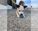 Small #14 American Pit Bull Terrier Mix