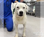 Small #1 Bulldog-Labrador Retriever Mix