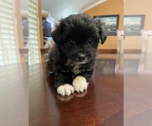 Maltipoo-Pomeranian Mix Puppy for sale in COVINA, CA, USA