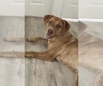 Small Photo #5 Labrador Retriever-Unknown Mix Puppy For Sale in Tampa, FL, USA