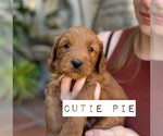 Small Photo #25 Australian Labradoodle Puppy For Sale in RIVERSIDE, CA, USA
