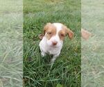 Small Photo #5 Brittany Puppy For Sale in CULPEPER, VA, USA