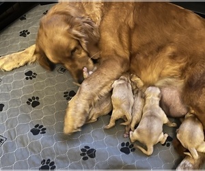 Golden Retriever Puppy for Sale in NEOLA, West Virginia USA