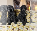 Small Photo #15 Goldendoodle Puppy For Sale in PIEDMONT, SC, USA