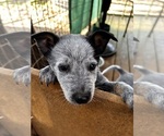 Small #4 Australian Cattle Dog