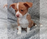 Puppy 2 Chihuahua