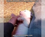 Small Photo #34 Dogo Argentino Puppy For Sale in JANE, MO, USA