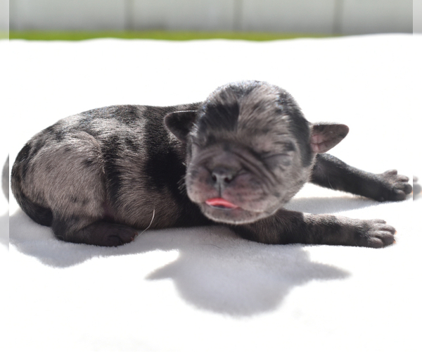 Medium Photo #7 Pug Puppy For Sale in PALM COAST, FL, USA