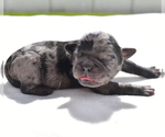 Small #6 Pug