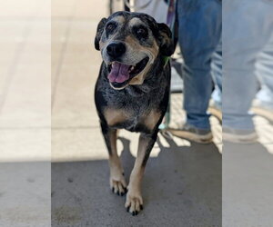 Bluetick Coonhound-Unknown Mix Dogs for adoption in White Bluff, TN, USA