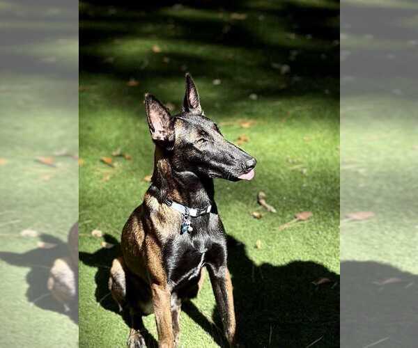 Medium Photo #3 Mutt Puppy For Sale in Imlay City, MI, USA