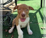 Small #1 Mutt