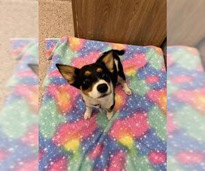Mutt Dogs for adoption in Brighton, CO, USA
