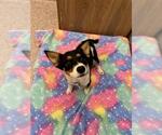 Small Mutt