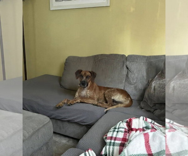 Medium Photo #6 Coonhound-Unknown Mix Puppy For Sale in Westwood, NJ, USA