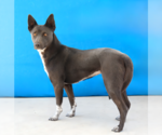 Small #1 Mutt