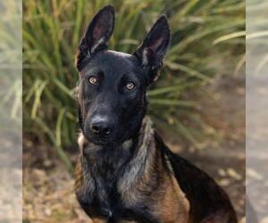 German Shepherd Dog-Unknown Mix Dogs for adoption in Camarillo, CA, USA
