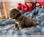 Small #6 English Bulldog