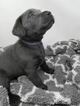 Small Photo #2 Labrador Retriever Puppy For Sale in CENTRAL CITY, PA, USA
